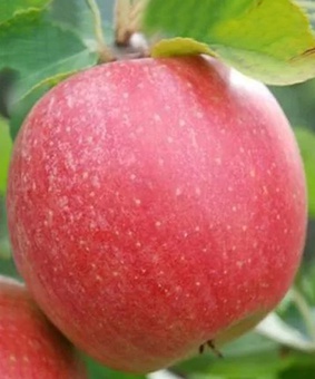 Яблоня Шампион 1 шт, РБ