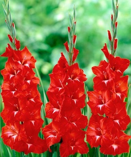 Гладиолус крупноцветковый Традерхорн, 3 шт, Нидерланды