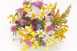 Многолетники