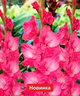 Гладиолус крупноцветковый Фэйритейл Пинк, 3 шт, Нидерланды