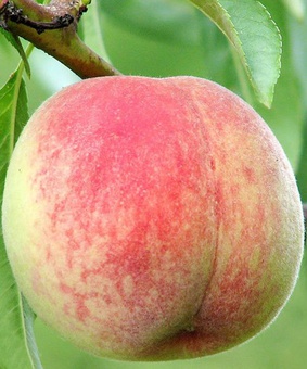 Персик Лойко-2 1 шт, РБ