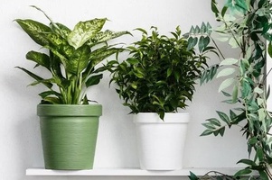 Коллекция Терра