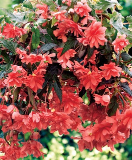 Бегония клубневая Илюминэйшн Пинк, 1 шт, Нидерланды