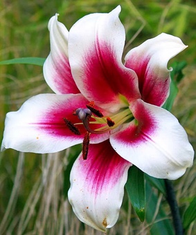 Лилия ОТ-гибрид Фризо 1 шт, Польша