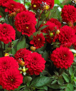 Георгина бордюрная Галлери Сингер, 1 шт, Нидерланды