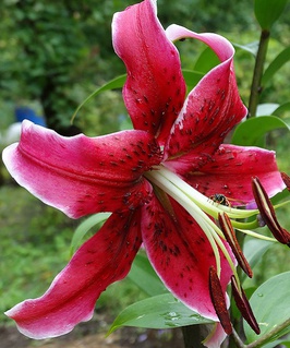 Лилия ОТ-гибрид Мисс Фея 1 шт, Польша