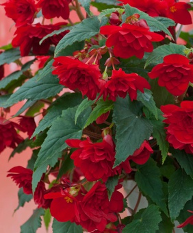 Бегония клубневая Пендула Дарк Рэд, 1 шт, Нидерланды