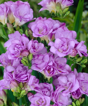 Фрезия Дабл Пурпл, 5 шт, Нидерланды