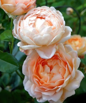 Роза английская Тамора 1 шт, Сербия