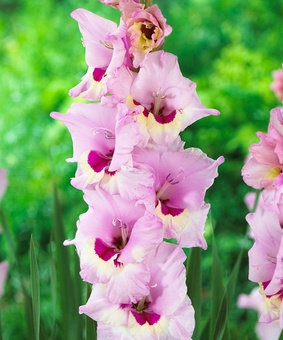 Гладиолус крупноцветковый Замора, 3 шт, Нидерланды