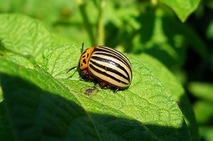 Средства от вредителей сада и огорода