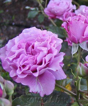 Роза флорибунда Дойче Велле 1 шт, Сербия