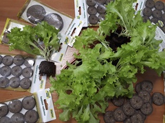 Торфяные и кокосовые таблетки – достоинства и недостатки