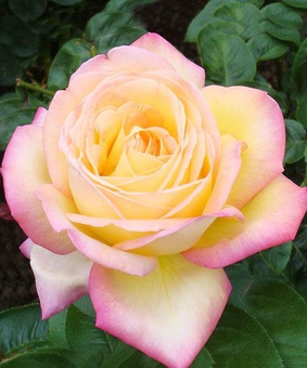 Роза чайно-гибридная Глория Дей 1 шт, Сербия