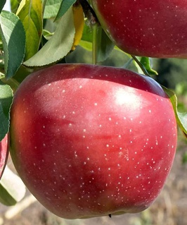 Яблоня Алеся 1 шт, РБ