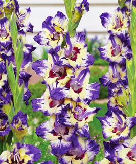 Гладиолус крупноцветковый Циркус Клаб, 3 шт, Нидерланды