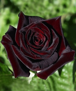 Роза чайно-гибридная Блэк Баккара 1 шт, Сербия