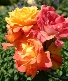 Роза флорибунда Самба 1 шт, Сербия