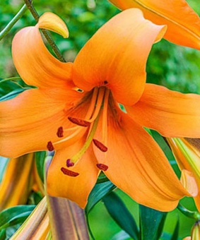 Лилия ОТ-гибрид Оранж Спейс 1 шт, Польша