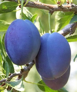 Слива Стенли 1 шт, РБ