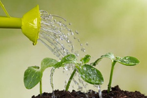 Лейки садовые