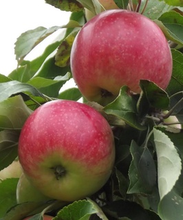 Яблоня Мельба 1 шт, РБ