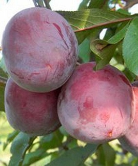 Алыча гибридная Панна 1 шт, РБ