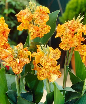 Канна Пикассо, 1 шт, Нидерланды