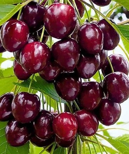 Черешня Ванда 1 шт, РБ