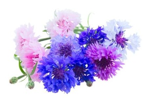 Однолетники