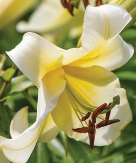 Лилия ОТ-гибрид Мисс Пекулиар 1 шт, Польша