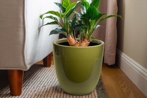 Коллекция Сириус