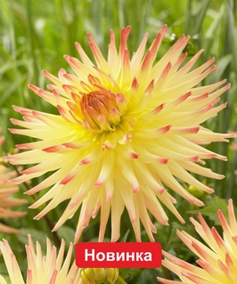 Георгина кактусовидная Cпассмахер, 1 шт, Нидерланды