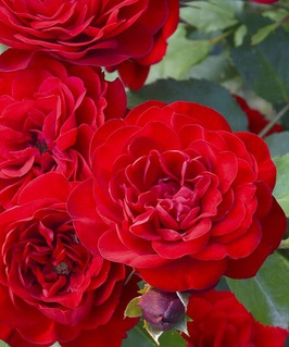 Роза флорибунда Лаваглют 1 шт, Сербия