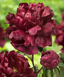 Пион травянистый Франсуа Ортэга, 1 шт., Нидерланды