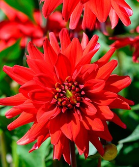 Георгина бордюрная кактусовидная Ред Пигми, 1 шт, Нидерланды