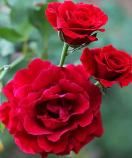 Роза плетистая Дон Жуан 1 шт, Сербия