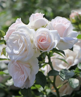 Роза флорибунда Аспирин Роуз 1 шт, Сербия