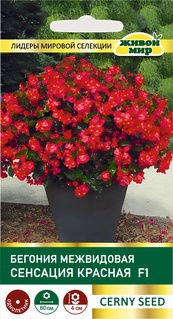 Бегония межвидовая Сенсация Красная F1 (Cerny seed) 10 шт, РБ