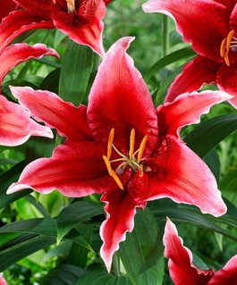 Лилия восточная Ред Флеш 1 шт, Польша