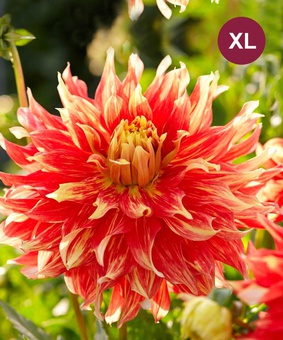 Георгина декоративная Бодациус, 1 шт, Нидерланды