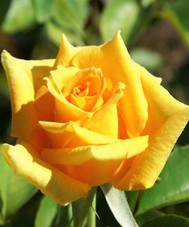 Роза чайно-гибридная Голден Моника 1 шт, Сербия