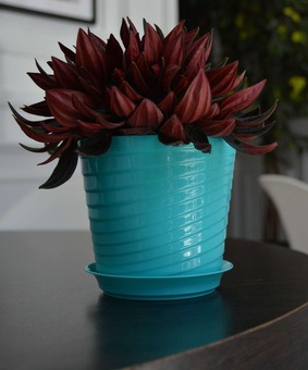 Фиалочница Верона, D11, 0,75 л, мята, с поддоном, РФ