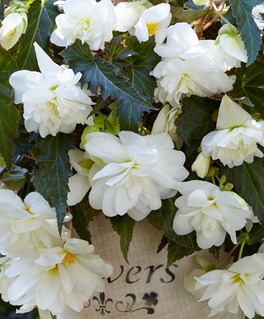 Бегония клубневая Илюминэйшн Вайт, 1 шт, Нидерланды