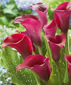 Калла Капитан Промис, 1 шт, Нидерланды