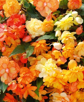 Бегония клубневая Илюминэйшн Априкот, 1 шт, Нидерланды