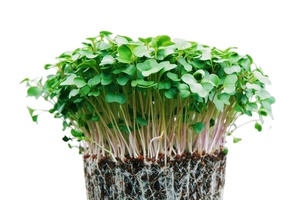 Микрозелень