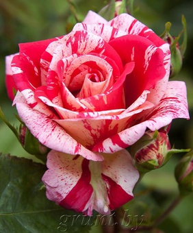 Роза чайно-гибридная Папагено 1 шт, Сербия