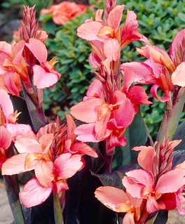 Канна Чемпион (бордоволистная), 1 шт, Нидерланды