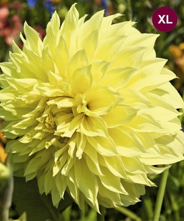 Георгина декоративная Кельвин Флудлайт, 1 шт, Нидерланды